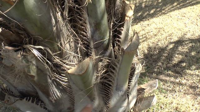 Butia capitata - How to grow for edible fruits смотреть онлайн