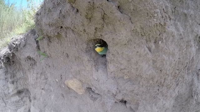 Щурка золотистая ГНЕЗДО №150730 3k 2015 07 31 ГП4 птенец выглянул