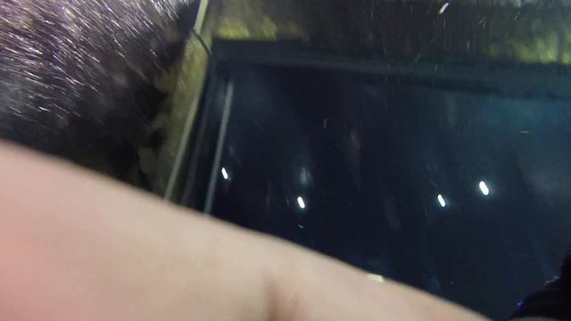 Душевный дайвинг в океанариуме смотреть онлайн