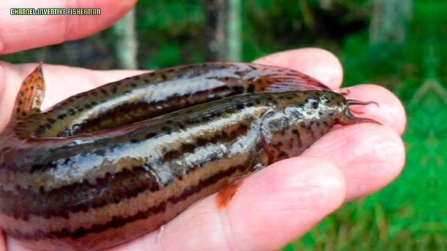 Какую рыбу можно поймать в заросших болотах? Вы будете приятно удивлены! смотреть онлайн