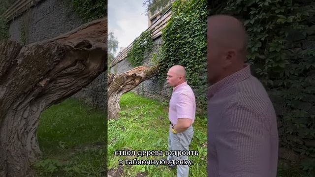 Дерево растет сквозь Габионную стену смотреть онлайн