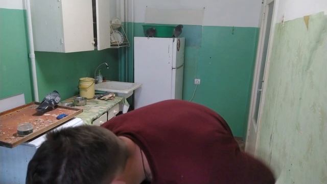 Нет времени на отдых, когда линяют все птицы в квартире смотреть онлайн