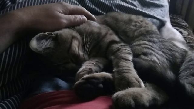 Что же снится котику? смотреть онлайн