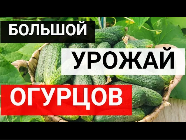 Летом огурцы раздаю соседям вёдрами, секрет в добавке смотреть онлайн