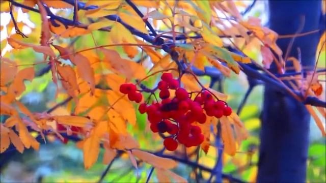 осень, осень золотой листопад смотреть онлайн