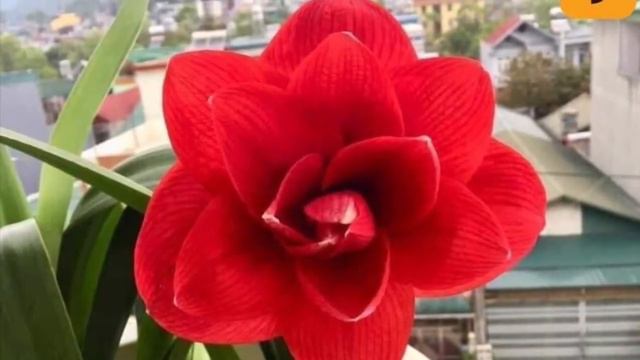 🦋🦋Huệ củ nhiều màu đẹp lắm nhe khách (80k) - Cây phong thủy смотреть онлайн