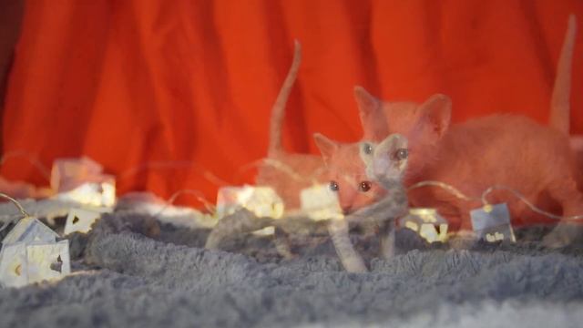 Уральский рекс ,мальчик кремовый зефир. смотреть онлайн