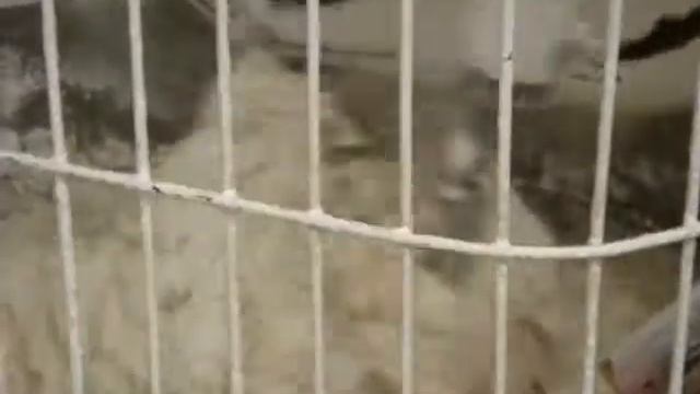 Тестомес, тестомеситель смотреть онлайн