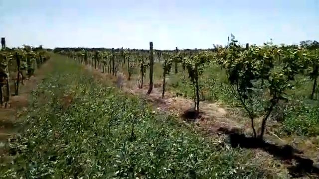 Виноградник. смотреть онлайн