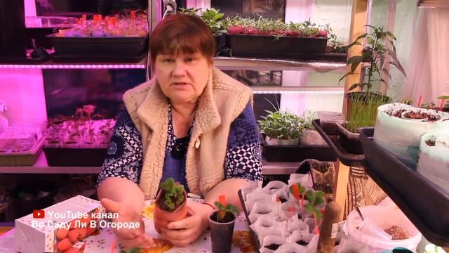 Грубейшая ОШИБКА при ВЫРАЩИВАНИИ КЛУБНИКИ ФРИГО. смотреть онлайн