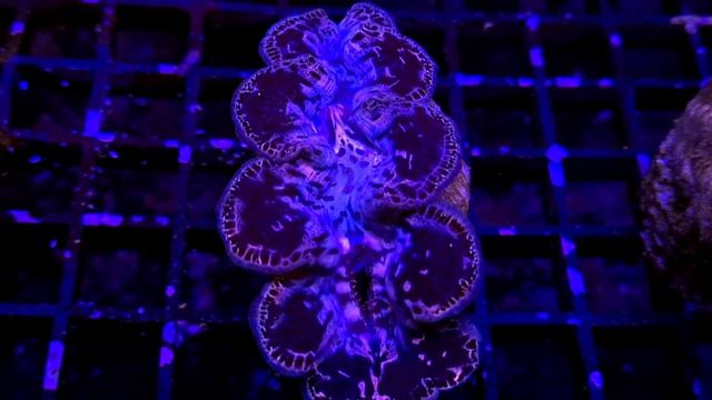 Tridacna Maxima Cultivo смотреть онлайн