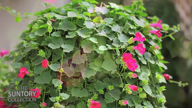 Plant Beautiful Garden Archway with Lofos and Surfinia смотреть онлайн