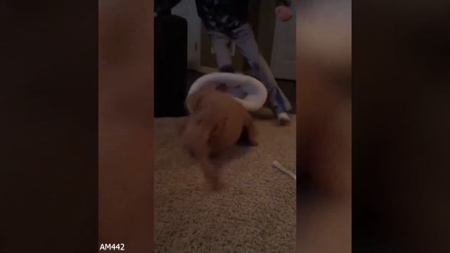 Viral Complilation Забавные животные. видео животных смотреть онлайн