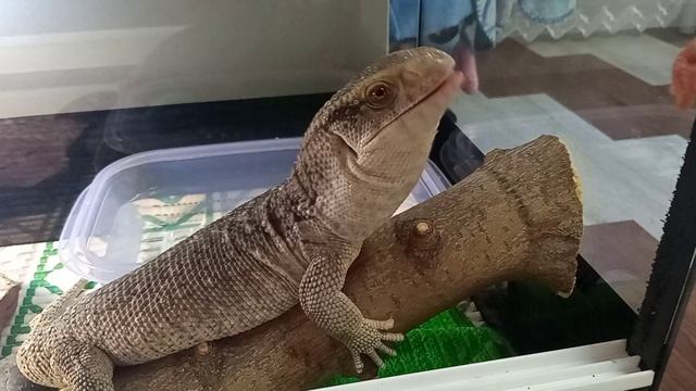 Капский варан кушает смотреть онлайн
