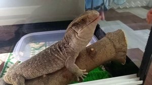 Капский варан кушает