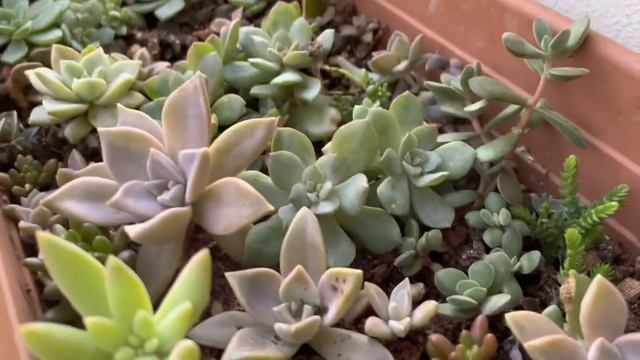 SUKULENTLER TEMİZLİK GEZME 😎UNUVERSITE ÖĞRENCİSİNDEN SATILIK SUKULENTLER ✅BIRSAKSI MUTLULUK смотреть онлайн