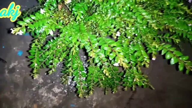 Cuphea hyssopifolia care смотреть онлайн