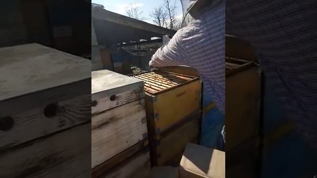 Спасение пчел от голода смотреть онлайн