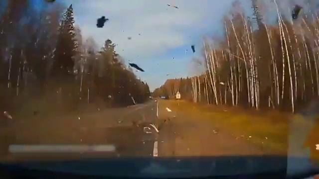 Дерево упала перед быстро едущим автомобилем на дорогу смотреть онлайн