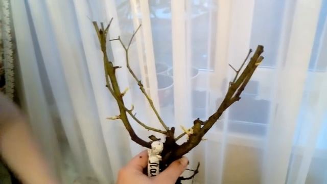 Нака Нока посылка с саженцами из питомника. смотреть онлайн