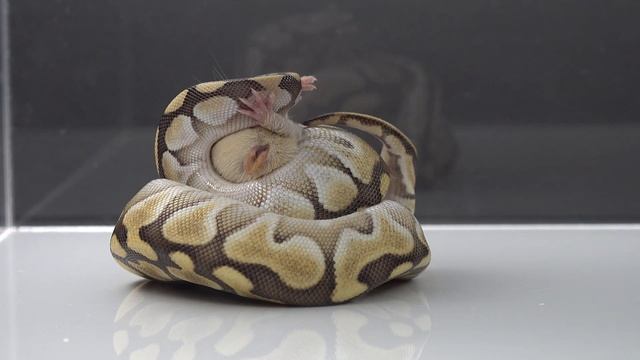 Python - Warning Live Feeding смотреть онлайн