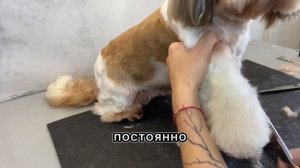 Стрижка ши-тцу/ груминг в домашних условиях #viral #dog #pet #собака #animal