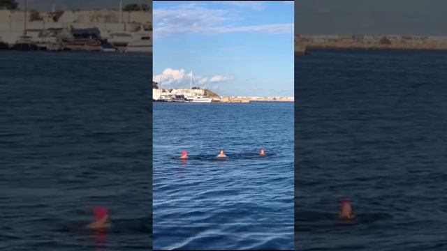 в Севастополе моржи очищают море от мусора смотреть онлайн