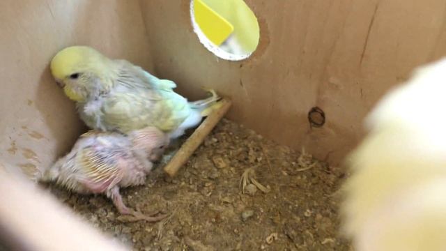 #ВВП_птенцы_ЧЕХИ 3 недели и младше 07/12/2022 ВТОРАЯ кладка Тины от Теслы #волнистыйпопугай
