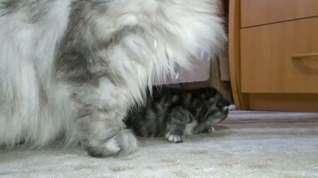 Котенок открывает глаза смотреть онлайн