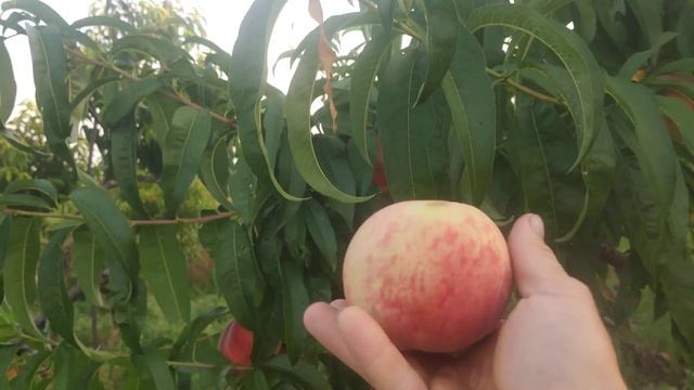 Персик Сочный  Persikovod.com