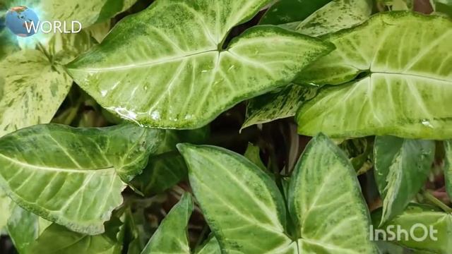 Syngonium podophyllum mini pixie смотреть онлайн