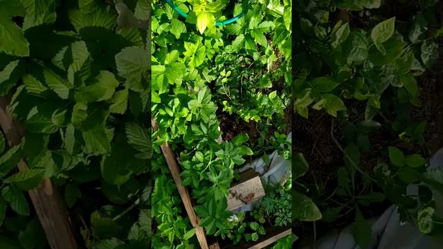 Кислая грядка (26.06.2021) первое цветение клюквы. смотреть онлайн