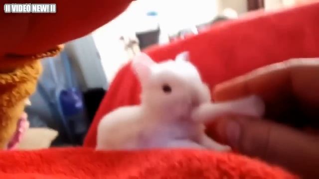 Забавные и милые Кролики! Видео Сборник - 2016 [NEW!] смотреть онлайн