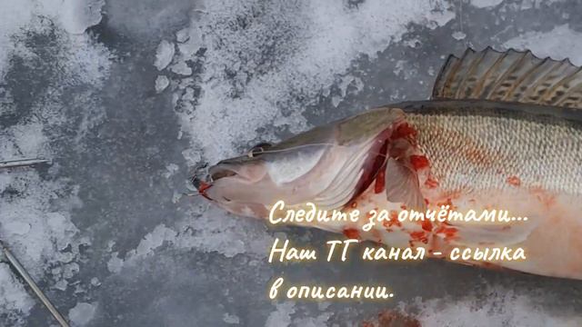 Бойня Судака в Астрахани в глухозимье смотреть онлайн