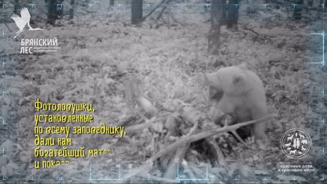 Хозяин леса, заповедник "Брянский лес", проект "Остров медведей", 2014-2015 смотреть онлайн