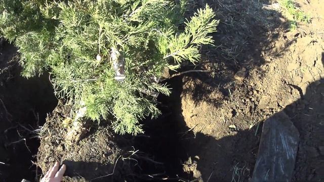 Как правильно пересадить "взрослый" можжевельник (декоративное растение). Когда и как? смотреть онлайн