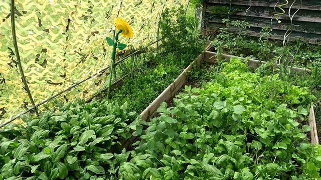 Тропический климат во Франции. Урожай в мае. Старинная мебель и перестановки. смотреть онлайн