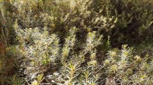 Багульник болотный