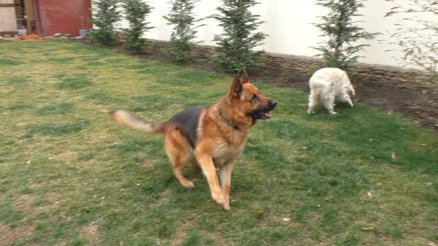 ОГРОМНЫЙ КРАСАВЕЦ ТАЙСОН. Кобель Немецкой овчарки 3 года. Male German Shepherd 3 years. смотреть онлайн