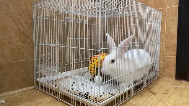 ❤️ OUR CUTE PET BUNNY | LET’S CONNECT AND BE MY FRIEND ❤️ смотреть онлайн