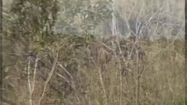 Flora y fauna del parque nacional El Palmar primera parte. смотреть онлайн