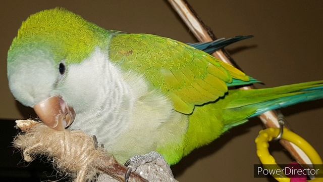 ПАПА ПРИШЁЛ! УРОК ДЛЯ ОБУЧЕНИЯ ПОПУГАЯ ГОВОРИТЬ. смотреть онлайн