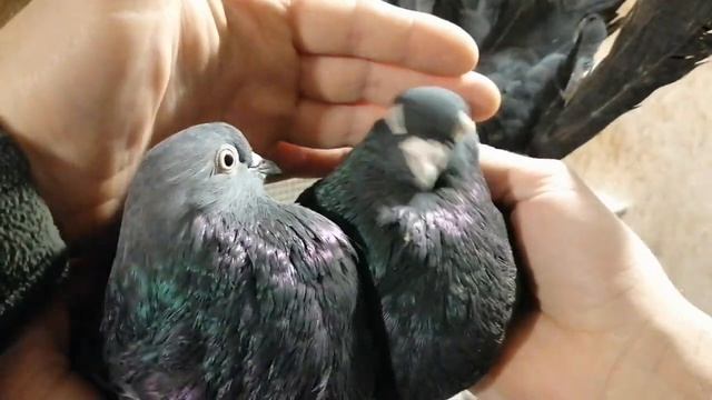 НИКОЛАЕВСКИЕ ГОЛУБИ МРАМОРНЫЕ ПАРОВКА. KOLOROWE GOŁĘBIE U RADIKA. смотреть онлайн