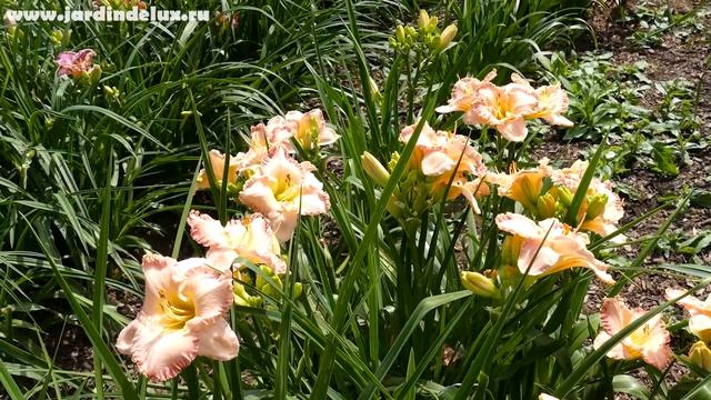 Цветение сортового лилейника PICOTEE PERFECTION в саду www.jardindelux.ru смотреть онлайн
