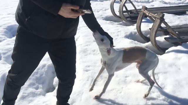 Собаки помирились, алабай не хочет больше скушать Марика. Хороший день в деревне смотреть онлайн
