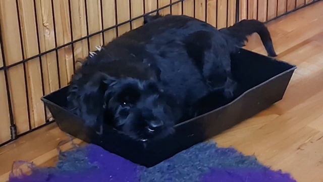 How do puppies live in their room? смотреть онлайн