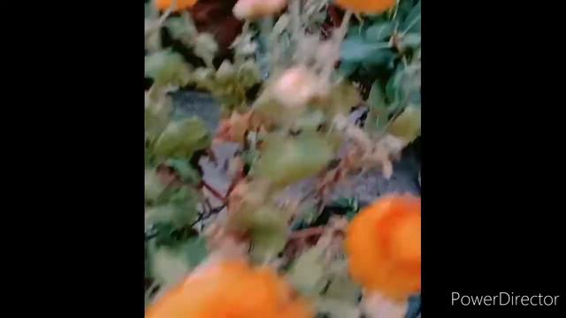 Taj Mahal Rose.🥀🥀 смотреть онлайн
