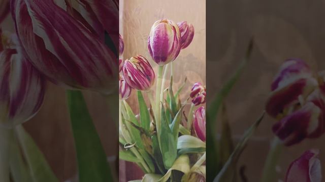 Букет тюльпанов ОТ и ДО