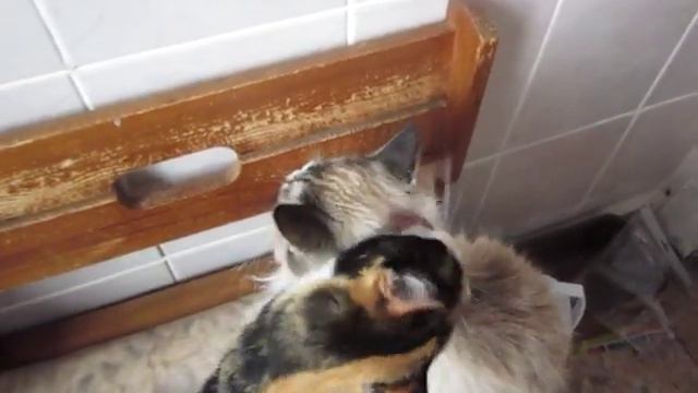 кошки умываются смотреть онлайн