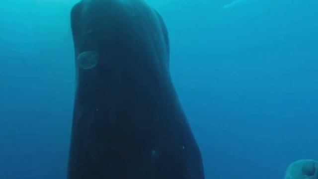 Virtual Reality - 360° Sperm Whale Experience | Oculus Quest 2